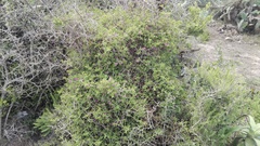 Delosperma versicolor