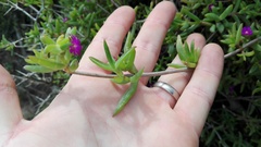 Delosperma versicolor