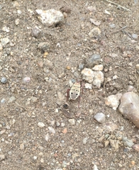 Probergrothius