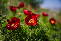 Paeonia tenuifolia