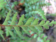 Lindsaea trichomanoides