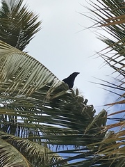 Corvus leucognaphalus