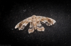 Holocryptis phasianura