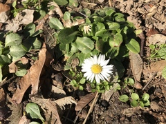 Bellis perennis