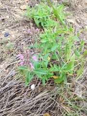 Syncolostemon canescens