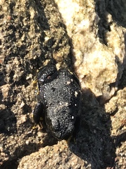 Rhinella spinulosa