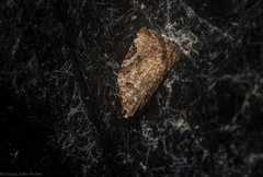 Meritastis ursina
