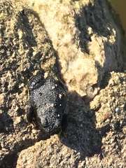 Rhinella spinulosa