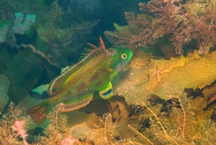Marine Rainbowfish photo 5
