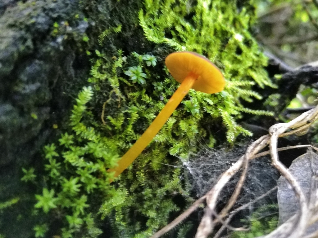 Pluteus flammipes · August 2023 · photo: © nicolas_joak (iNaturalist, cc0)