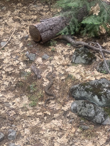 iNaturalist observation photo of Northern Pacific Rattlesnake