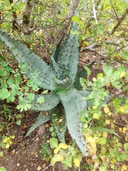 Aloe marlothii marlothii