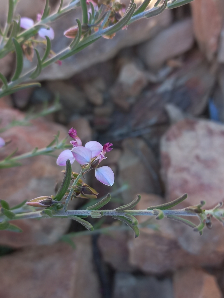 Rough Falsepea from Eden, ZA-WC, ZA on August 27, 2023 at 02:30 PM by ...