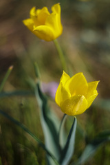 Tulipa suaveolens