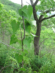 Cynanchum wilfordii