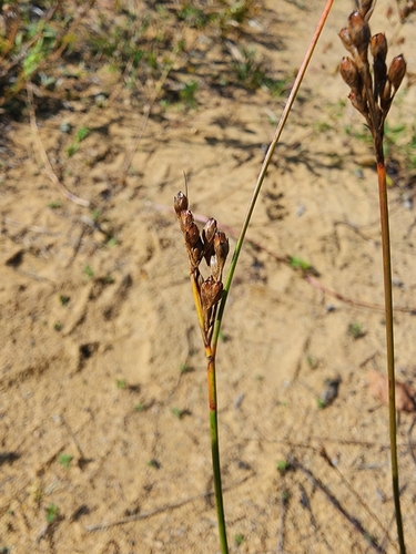 Image of Juncus greenei by (c) Étienne Léveillé-Bourret, some rights reserved (CC BY)