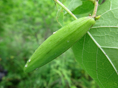 Cynanchum wilfordii