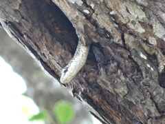 Phrynonax poecilonotus poecilonotus