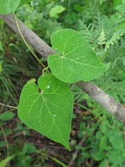 Cynanchum wilfordii