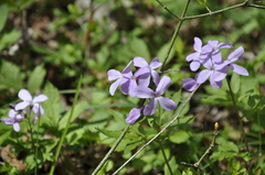 Cardamine quinquefolia