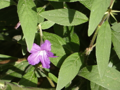 Ruellia squarrosa