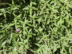 Ruellia squarrosa
