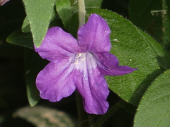 Ruellia squarrosa