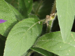 Ruellia squarrosa