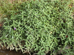Ruellia squarrosa