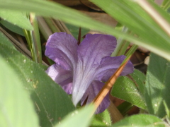 Ruellia squarrosa