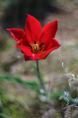 Tulipa suaveolens