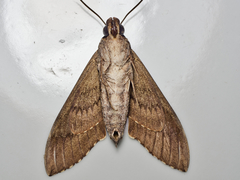 Psilogramma discistriga