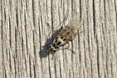 Anthomyia pluvialis