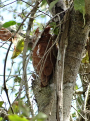Megascops guatemalae