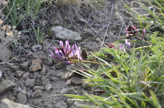 Astragalus suprapilosus