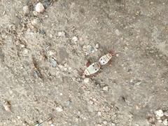 Probergrothius