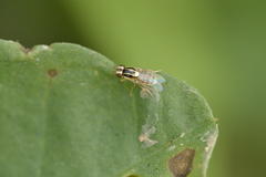 Chlorops pumilionis
