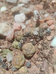 Euphorbia globosa