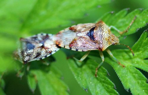 Parent Bug