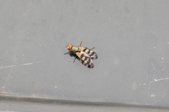 Ceroxys urticae