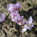 Colchicum triphyllum - Photo (c) Елена Шубенкина, algunos derechos reservados (CC BY-NC), uploaded by Елена Шубенкина