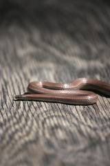 Contia tenuis