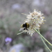 Allium marschallianum - Photo (c) cambala, μερικά δικαιώματα διατηρούνται (CC BY-NC)