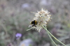 Allium marschallianum - Photo (c) cambala, some rights reserved (CC BY-NC)