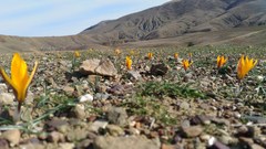 Crocus angustifolius