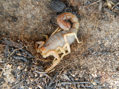 Parabuthus planicauda