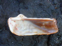Lamarcka ventricosa