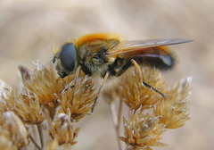 Cheilosia grossa