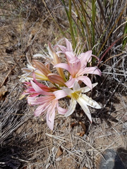 Ammocharis longifolia