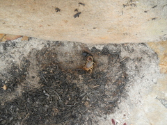 Parabuthus planicauda